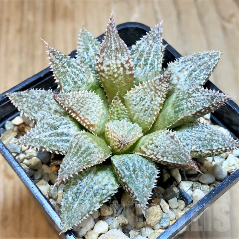 SH8048 Haworthia ‘Hakuginsyo’ HWX-3, ex Cactus Nishi