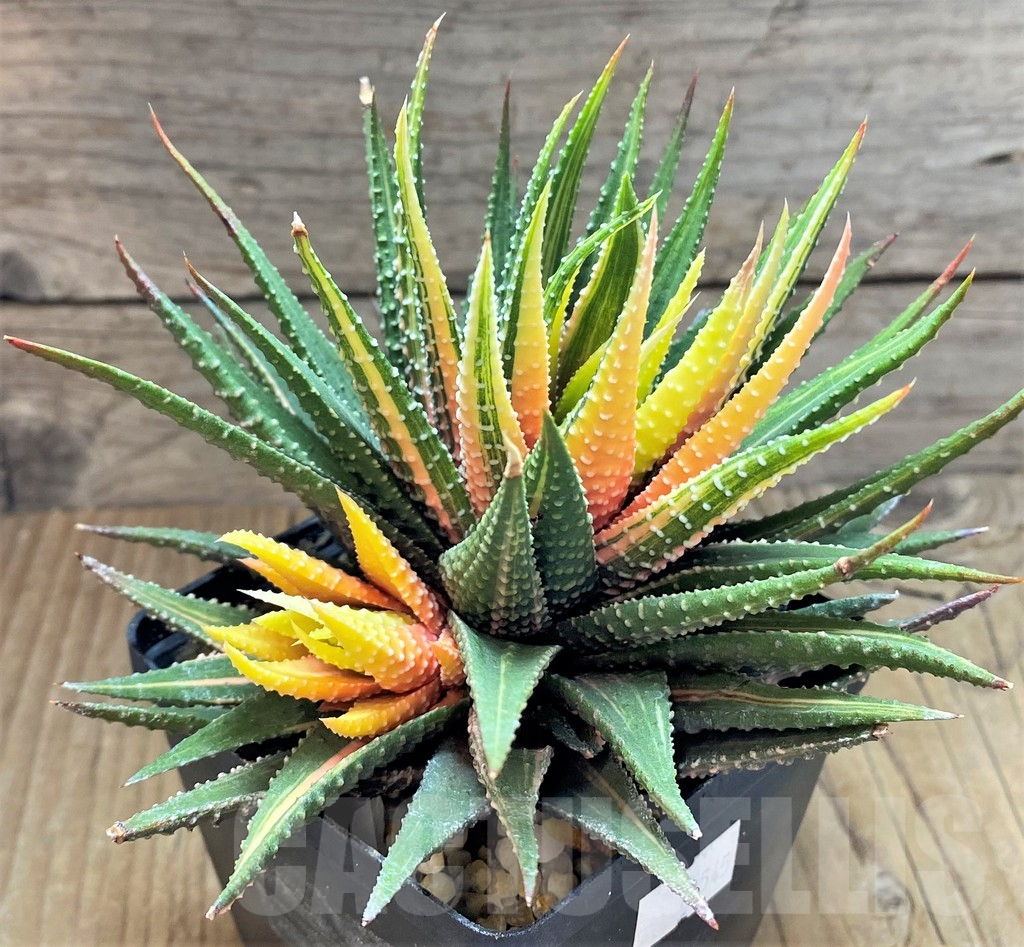 SHPR18545 Haworthia pumila f. variegata