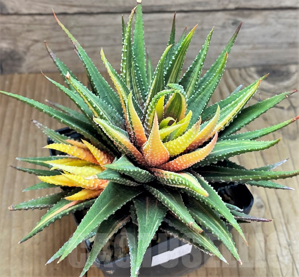 SHPR18545 Haworthia pumila f. variegata – Image 2