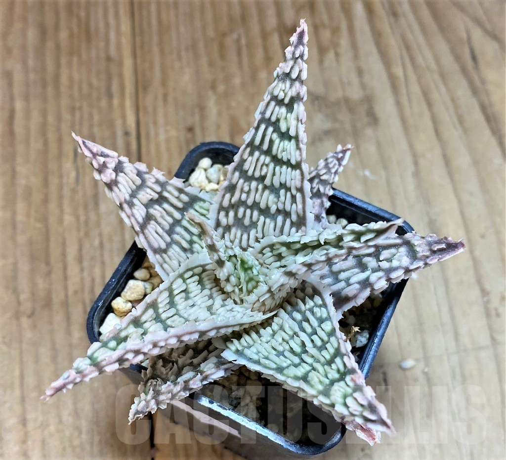 SHPR19213 Aloe TCT hybrid - Image 2