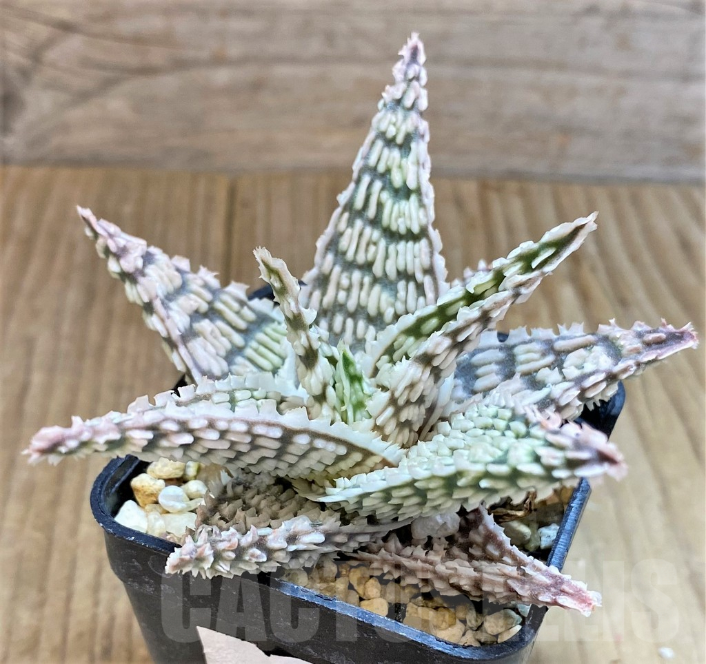 SHPR19213 Aloe TCT hybrid
