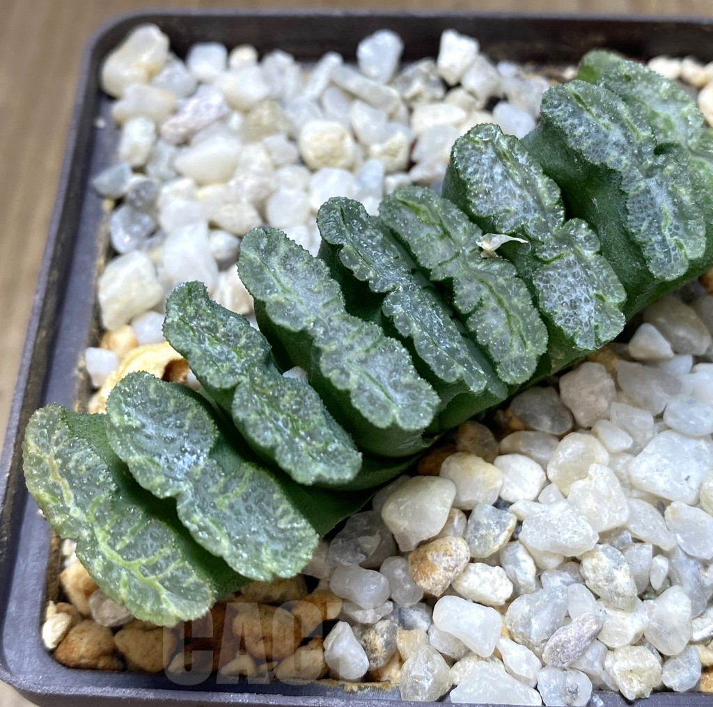 SHPR18201 Haworthia truncata -Japan- SH