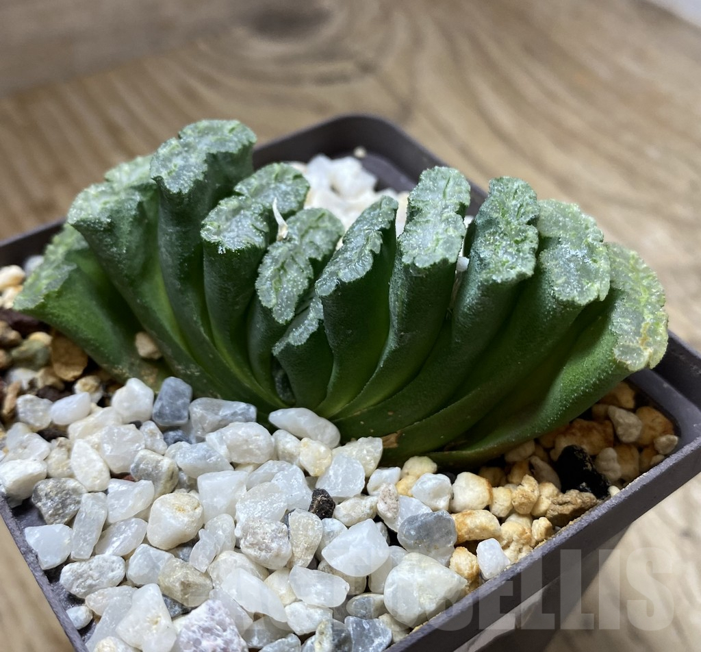 SHPR18201 Haworthia truncata -Japan- SH - Image 2