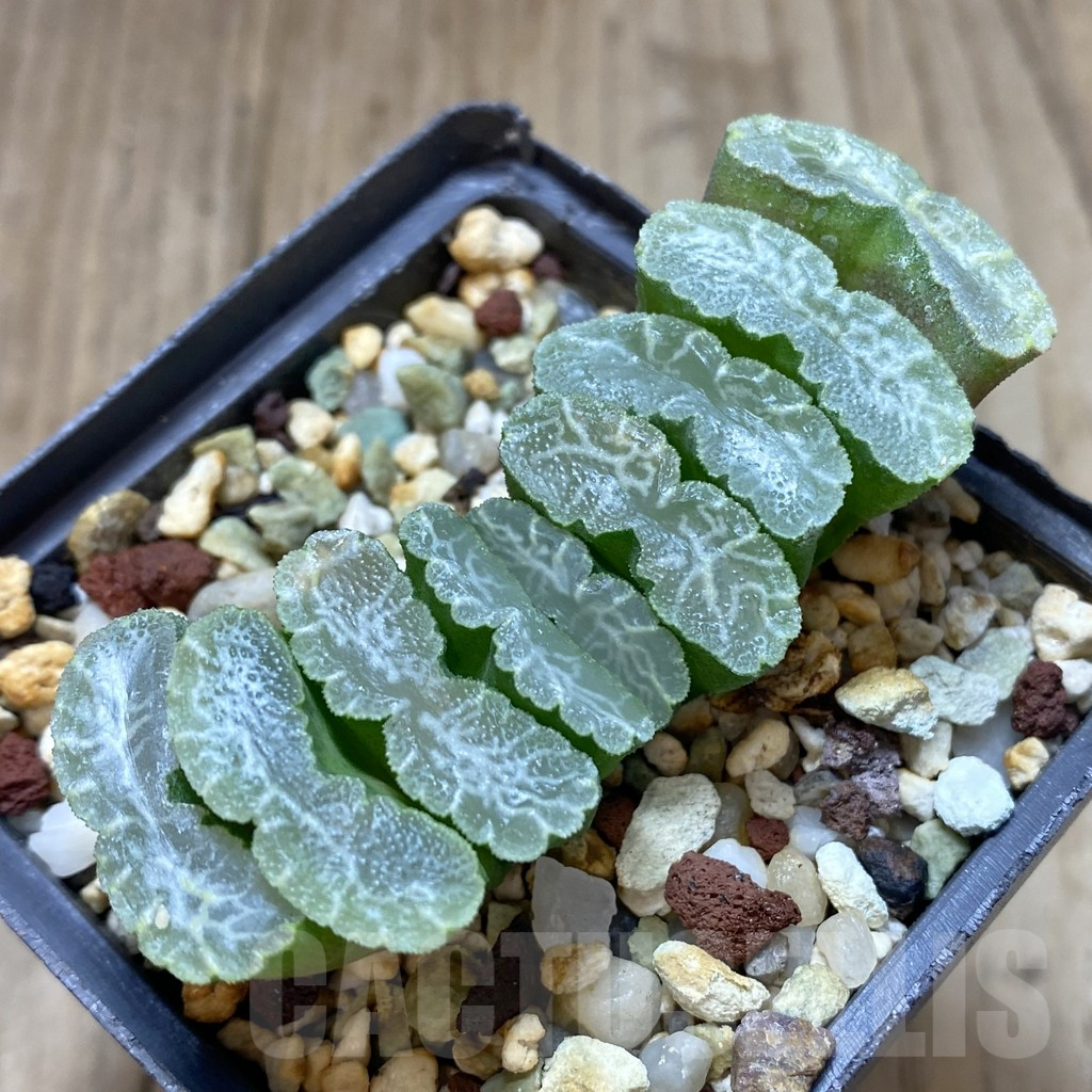SHPR18203 Haworthia truncata -Japan- SH