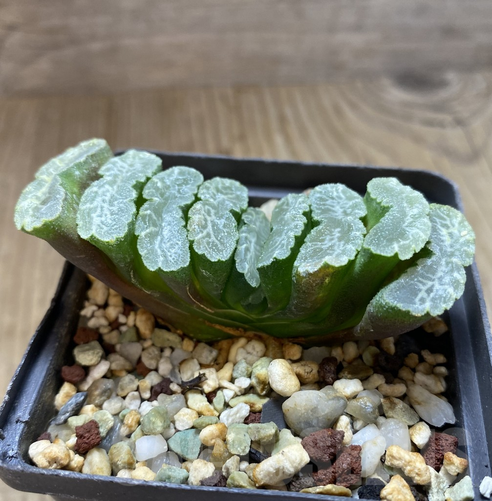 SHPR18203 Haworthia truncata -Japan- SH - immagine 2