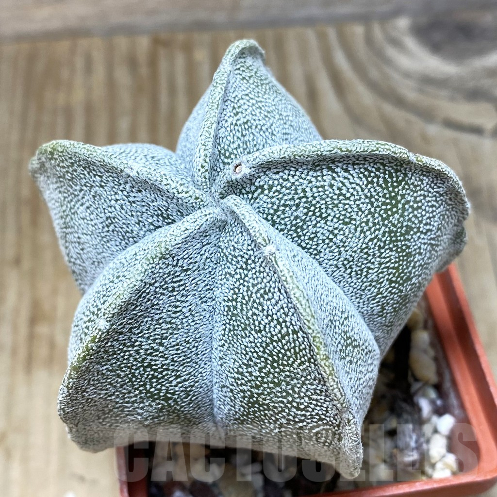 SH442 Astrophytum coahuilense hybrid