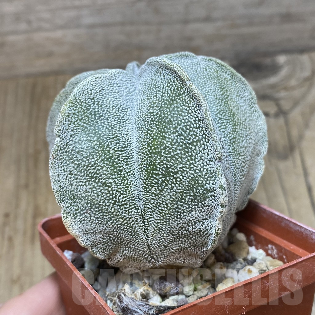 SH442 Astrophytum coahuilense hybrid - Image 2