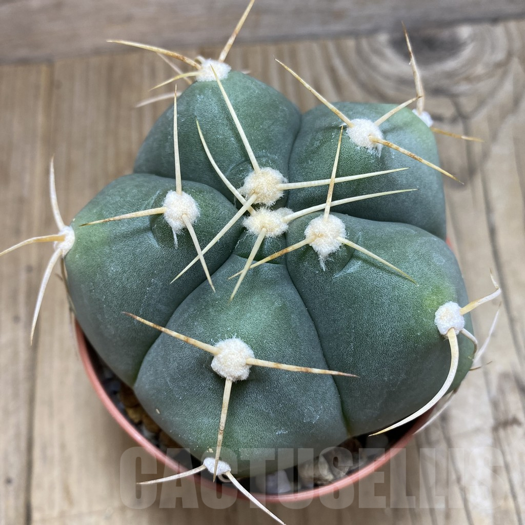 SH592 Gymnocalycium horstii