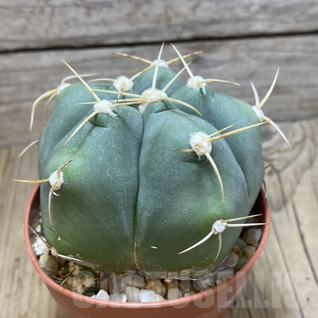 SH592 Gymnocalycium horstii - Obrázek 2