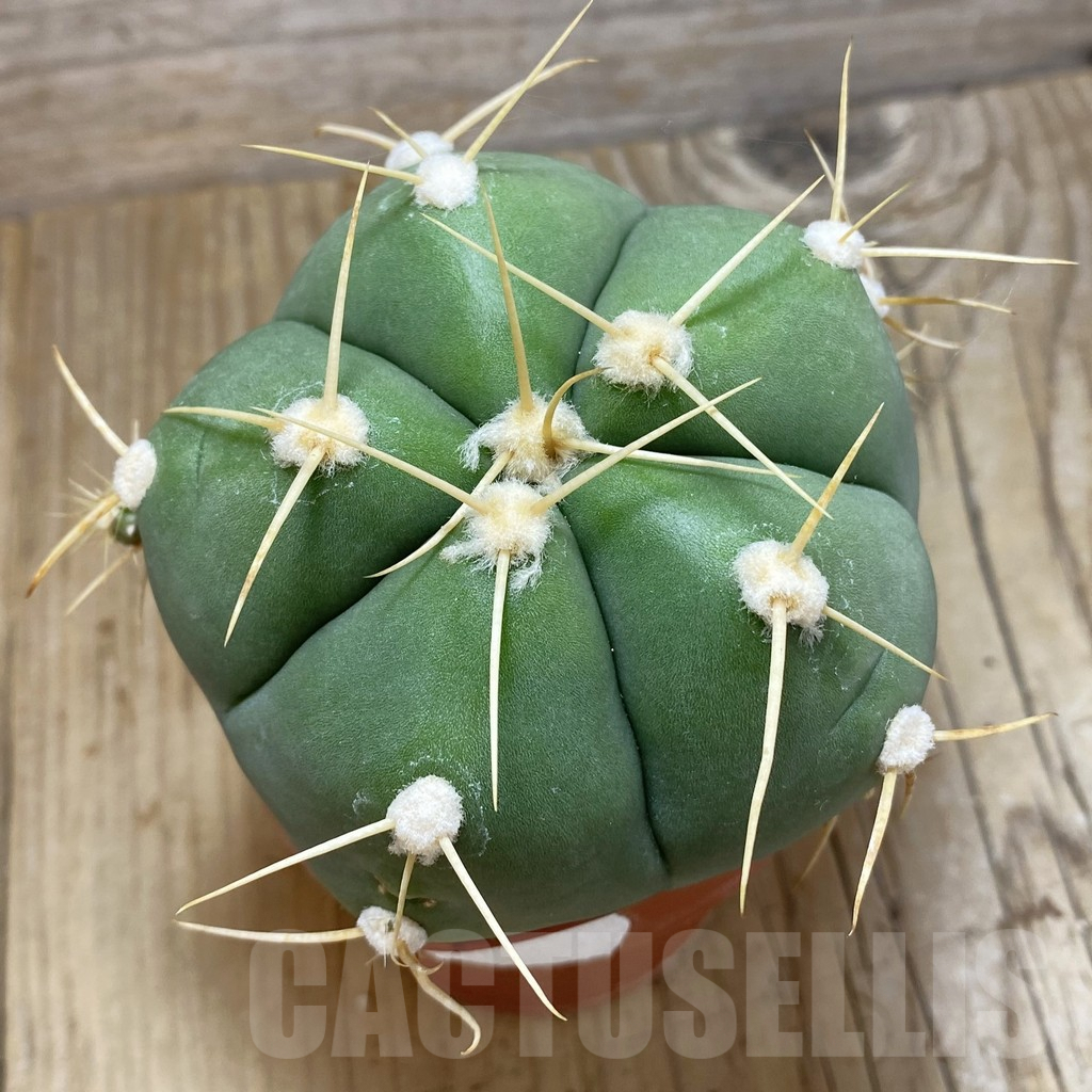 SH593 Gymnocalycium horstii