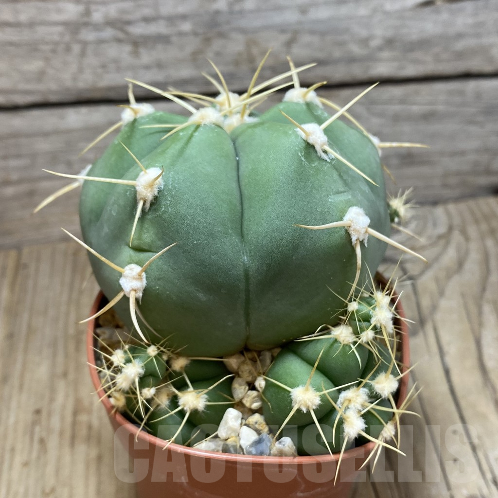 SH593 Gymnocalycium horstii - Obrázek 2