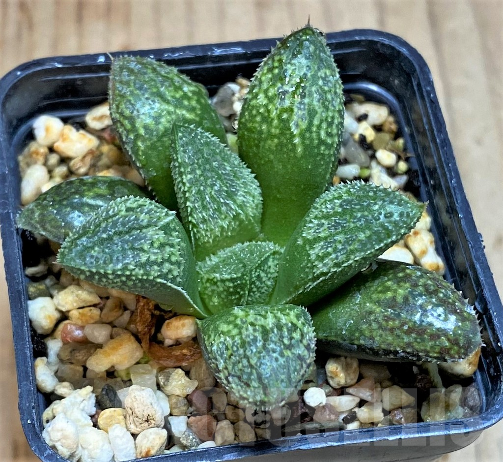 SHPR18591 Haworthia picta HPX-2 'Pink Lady' - Image 2