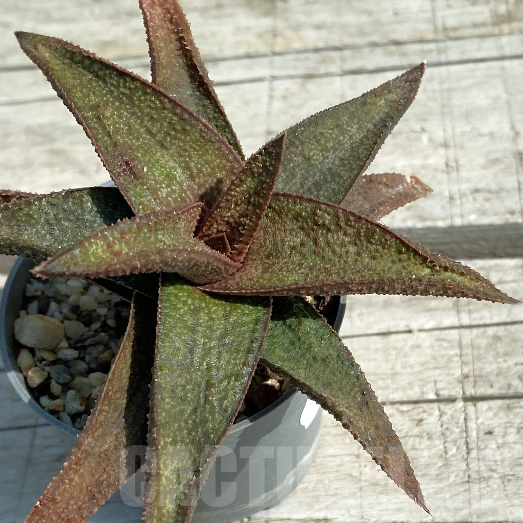 SH8464 Aloe ‘Vito’ x Gasteria armstrongii