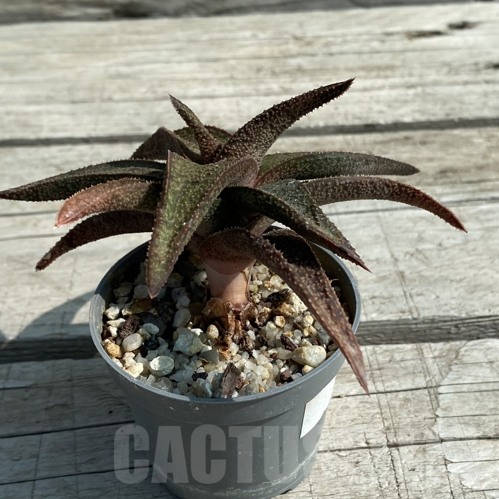 SH8464 Aloe ‘Vito’ x Gasteria armstrongii - Image 2