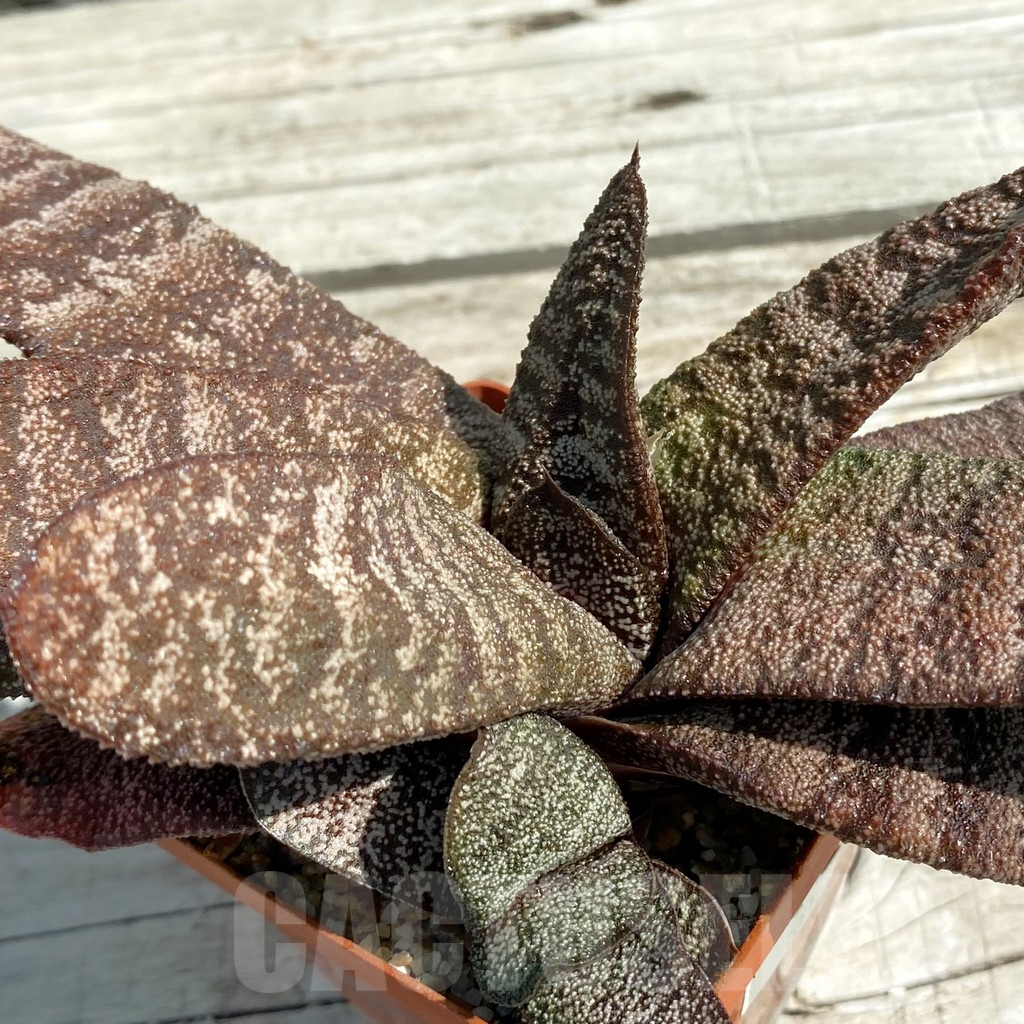 SH8489 Gasteria batesiana