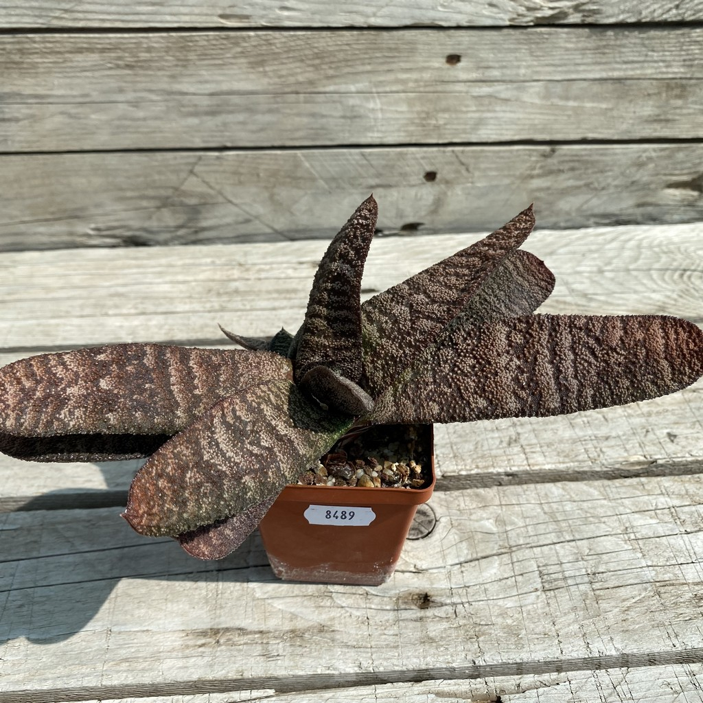 SH8489 Gasteria batesiana - immagine 2