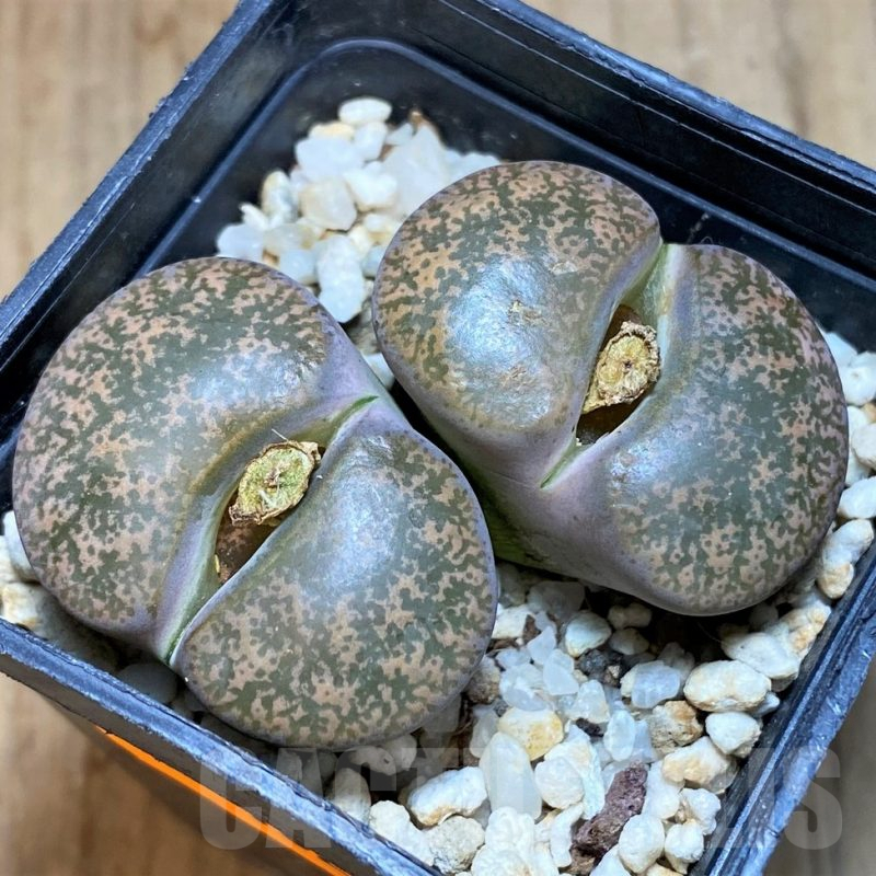 SH1029 Lithops lesliei C 014 -Kimberley-