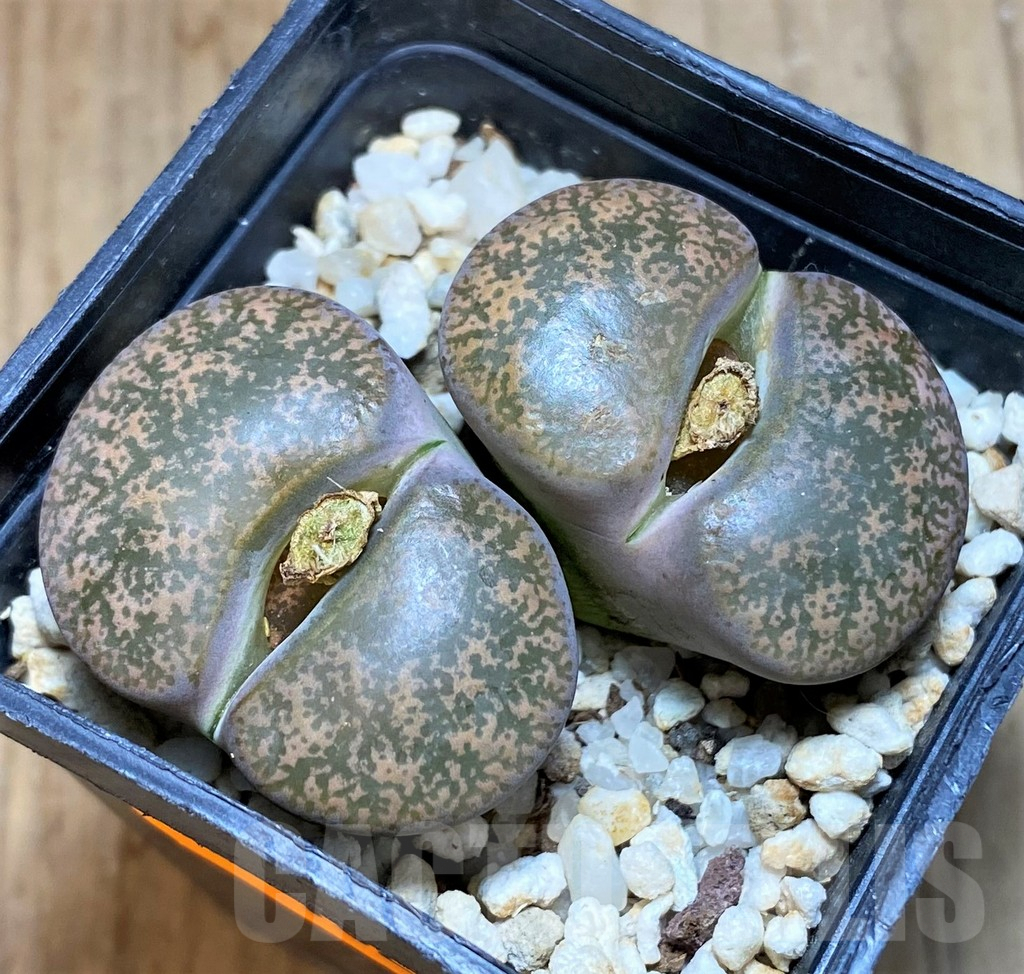 SH1029 Lithops lesliei C 014 -Kimberley-