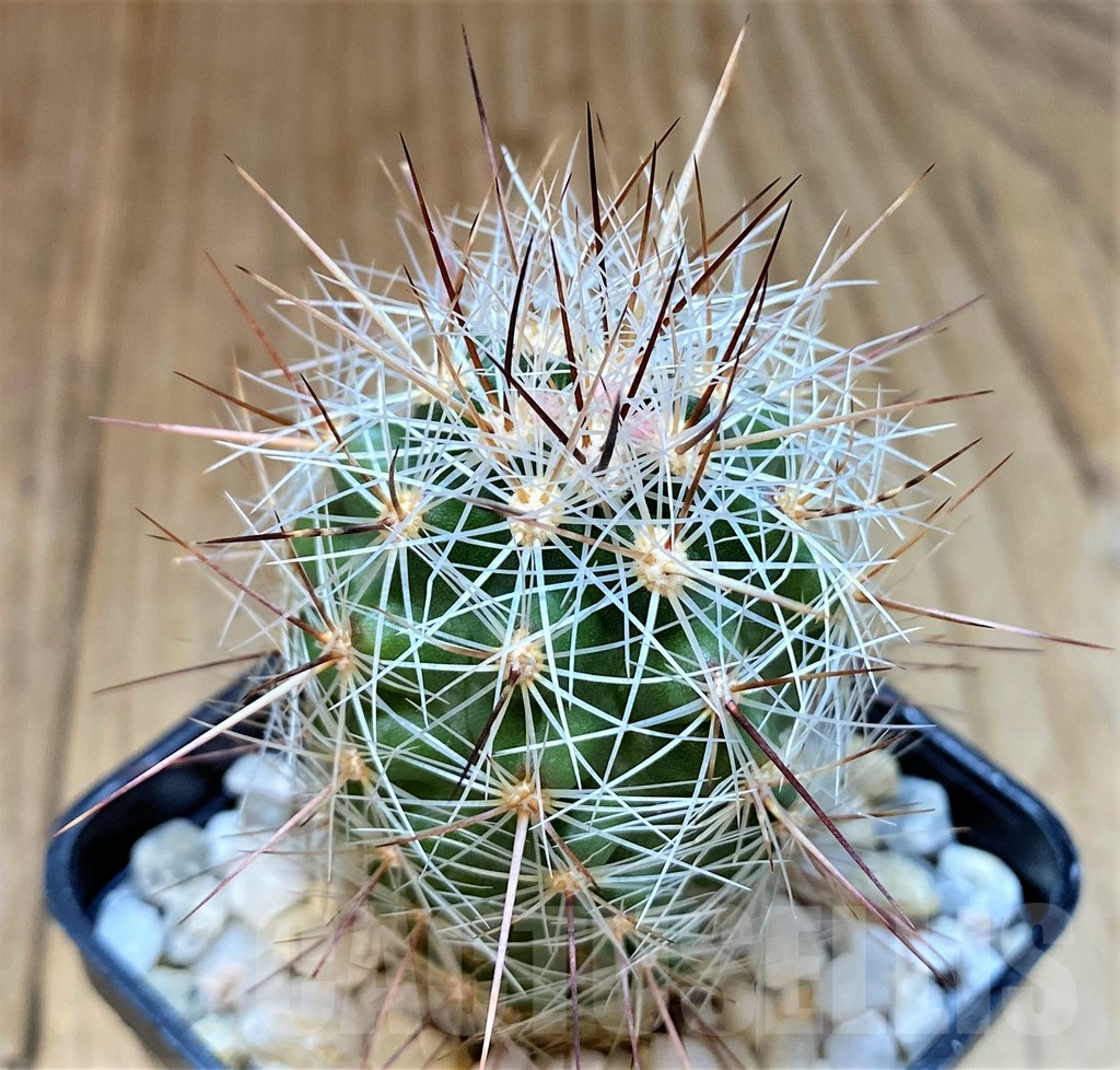 SH514 Thelocactus lausseri