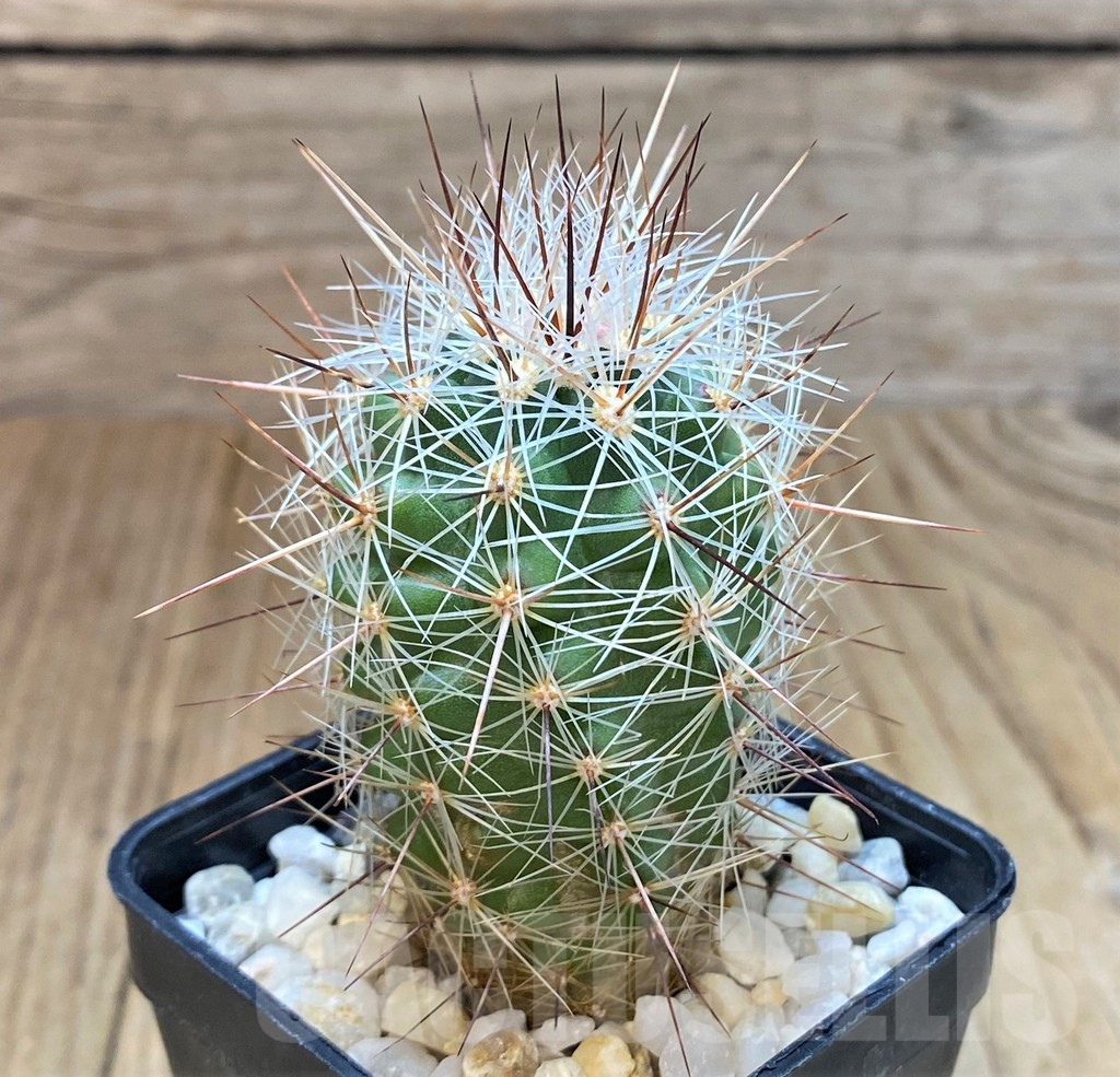 SH514 Thelocactus lausseri - Imagen 2