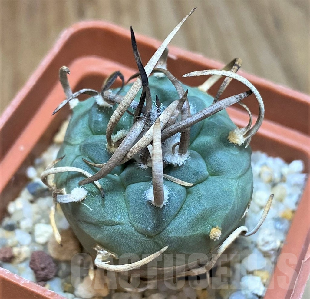 SH516 Turbinicarpus schmiedickeanus old 8 years