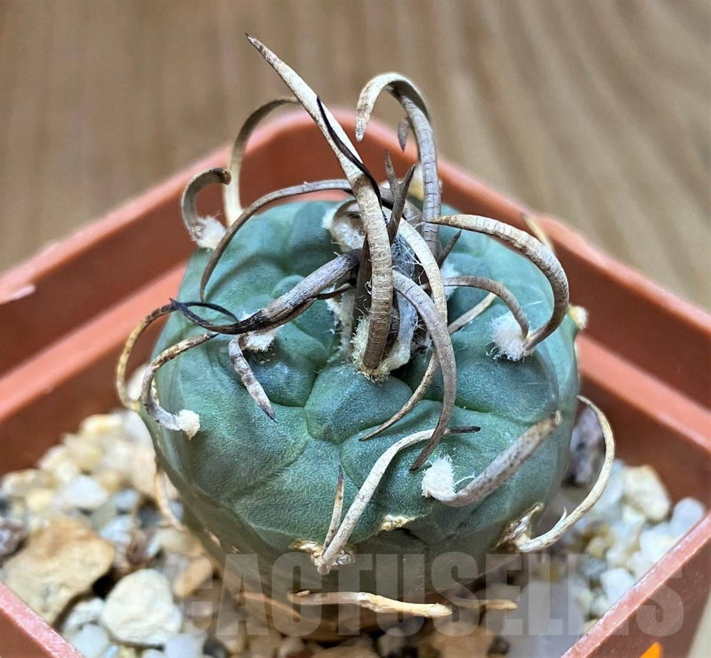 SH516 Turbinicarpus schmiedickeanus old 8 years - Image 3