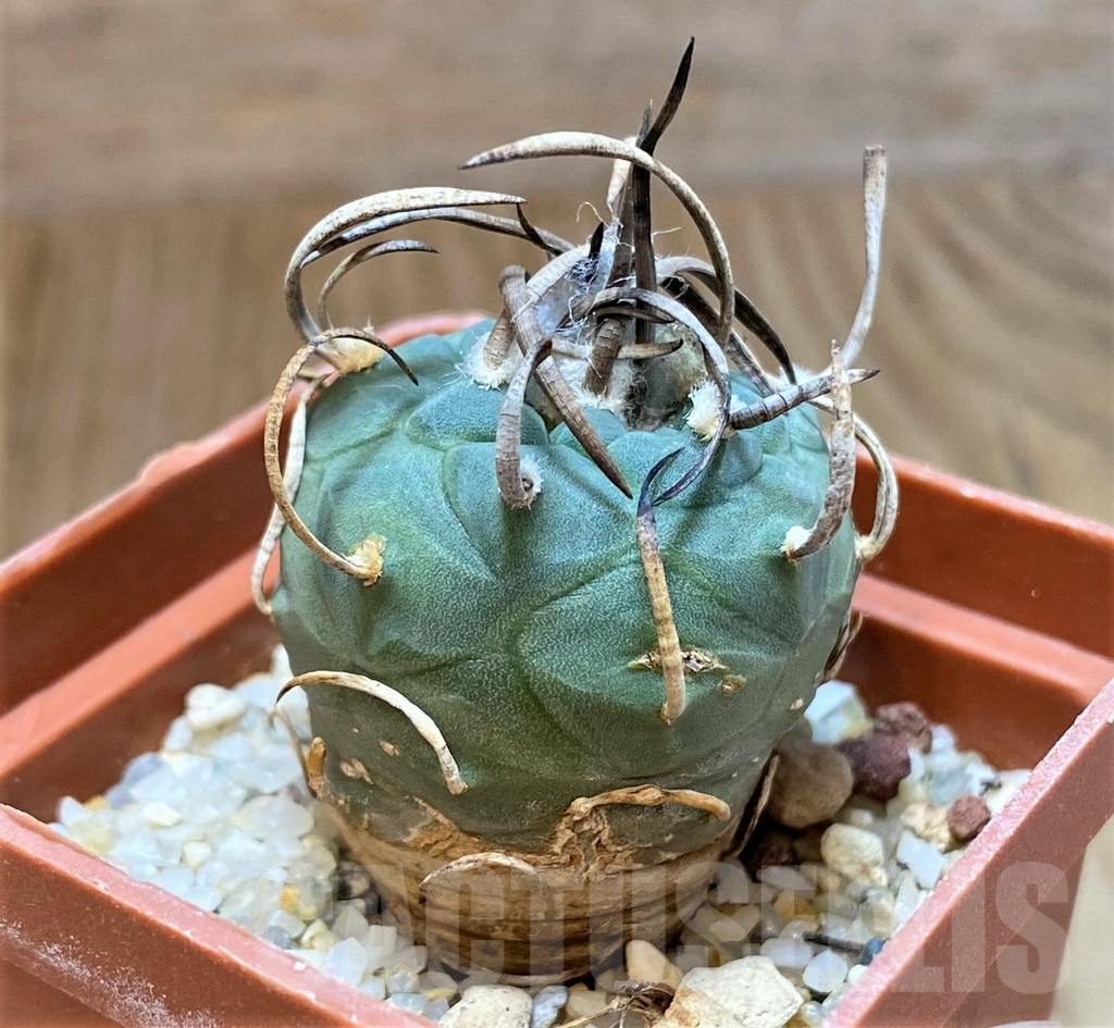 SH516 Turbinicarpus schmiedickeanus old 8 years - Image 2