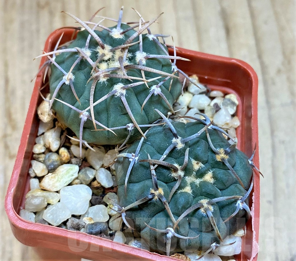SH517 Gymnocalycium vatteri v. altautinense VC 302, 2 plants seedling