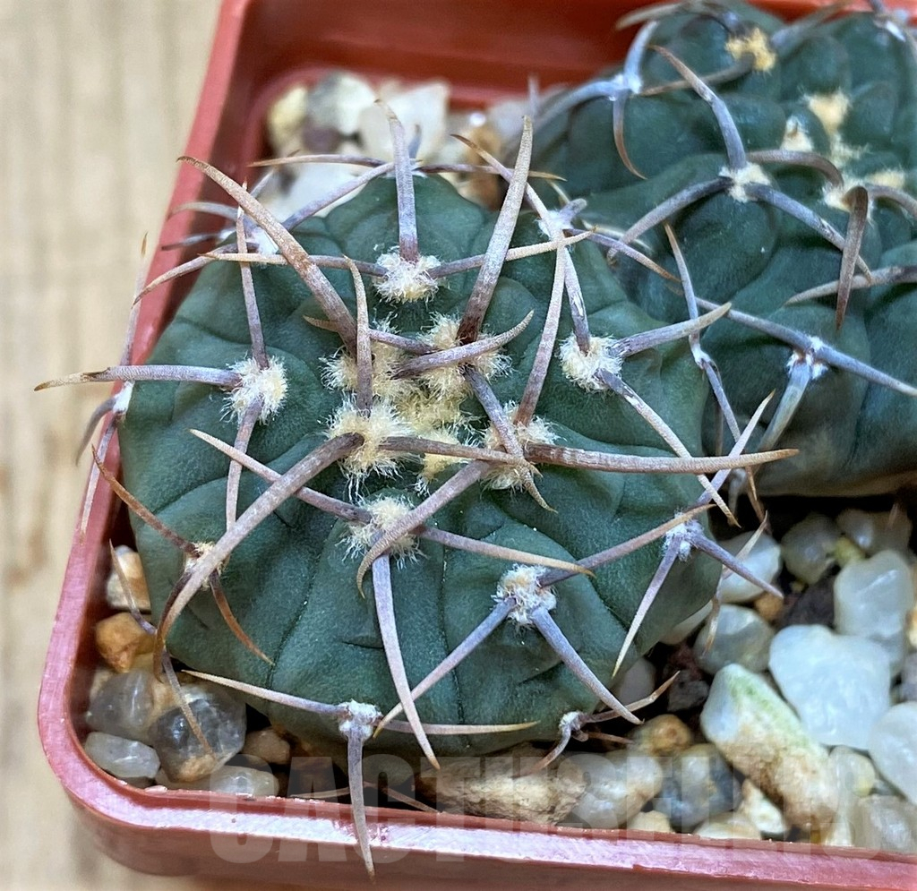 SH517 Gymnocalycium vatteri v. altautinense VC 302, 2 plants seedling - Image 2