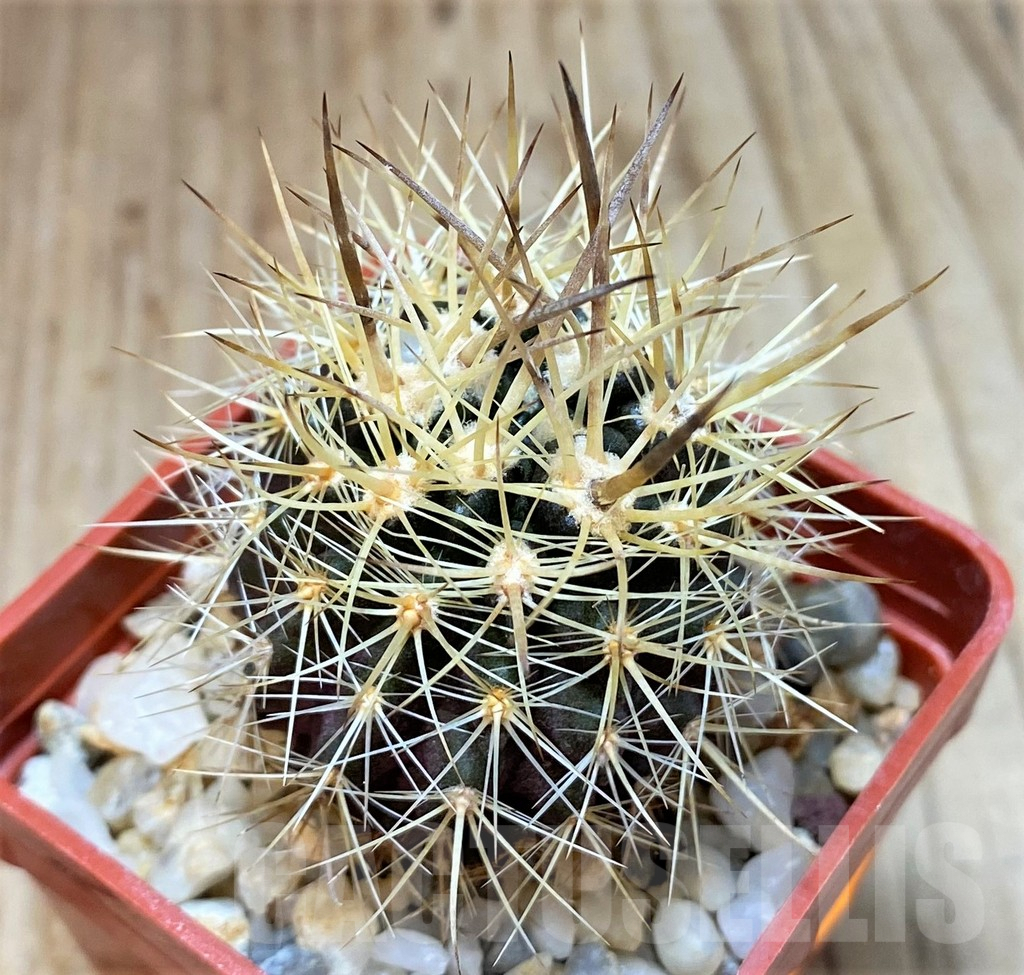 SH522 Eriosyce subgibbosa v. nigrihorrida JA 279