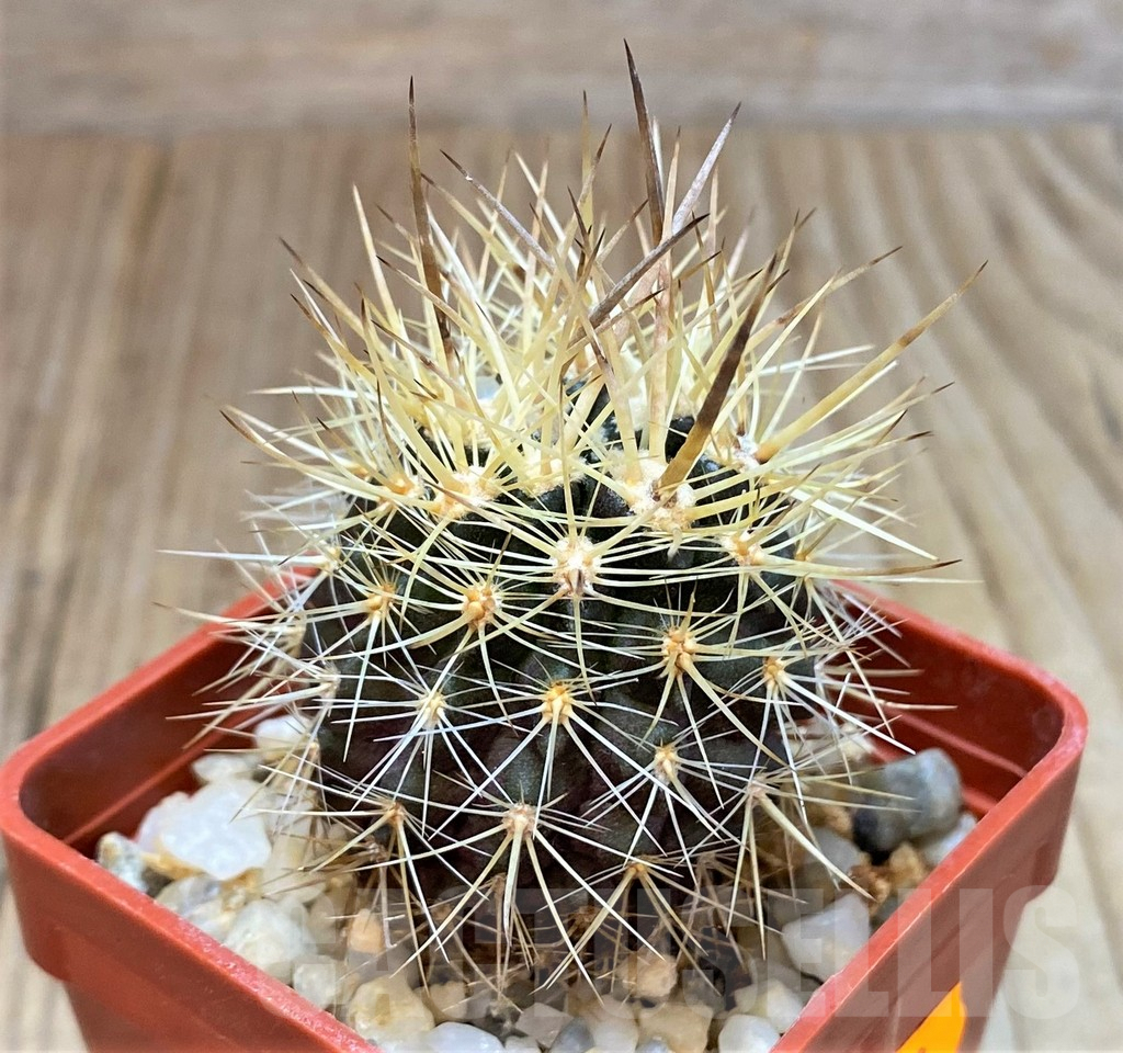 SH522 Eriosyce subgibbosa v. nigrihorrida JA 279 - Image 2