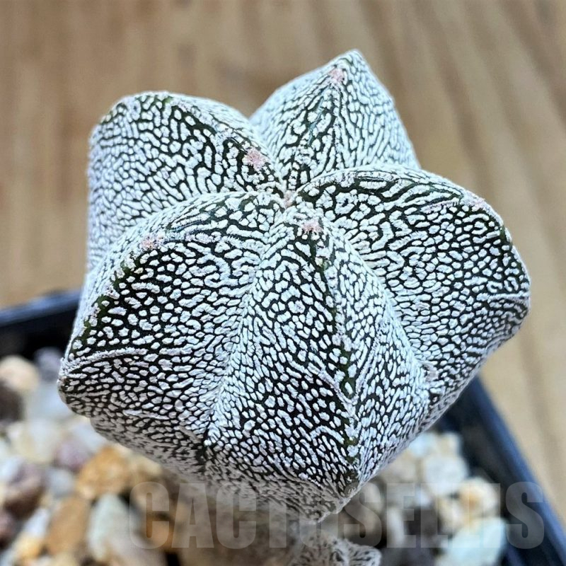 SH525 Astrophytum myriostigma ‘Onzuka’