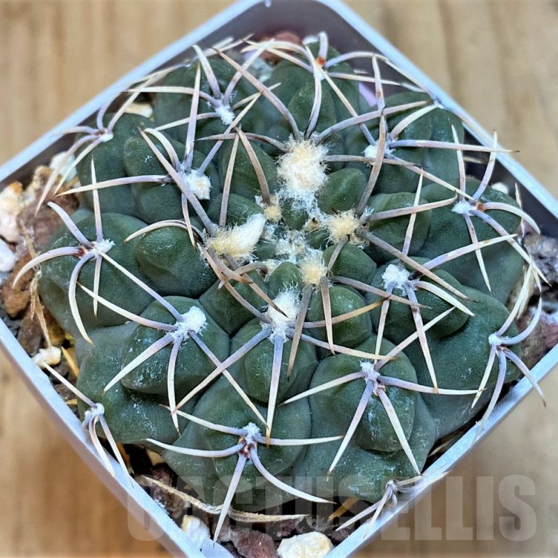 SH536 Gymnocalycium intertextum P 81