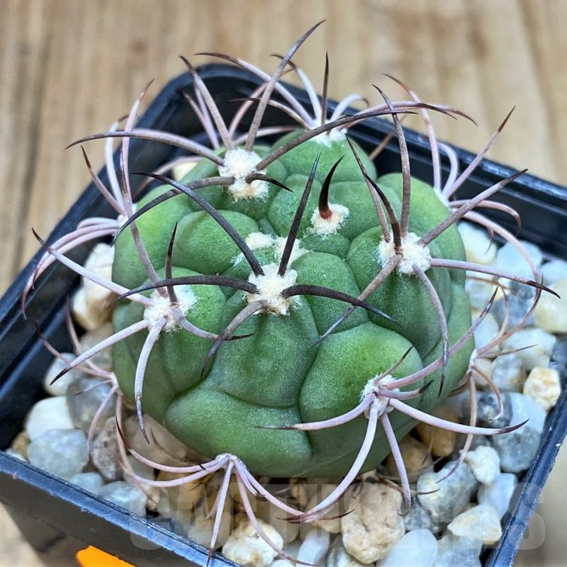 SH501 Gymnocalycium aff. pflanzii