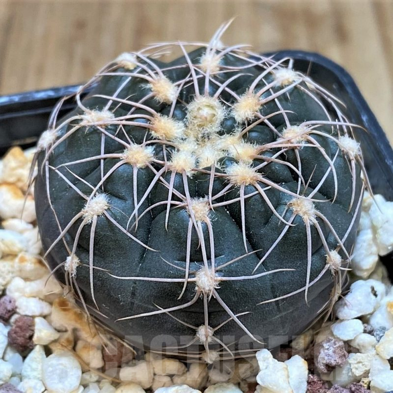 SH503 Gymnocalycium taningaense VG 306