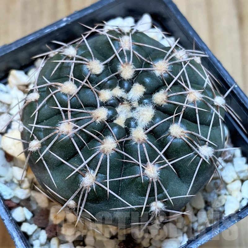 SH504 Gymnocalycium taningaense VG 306