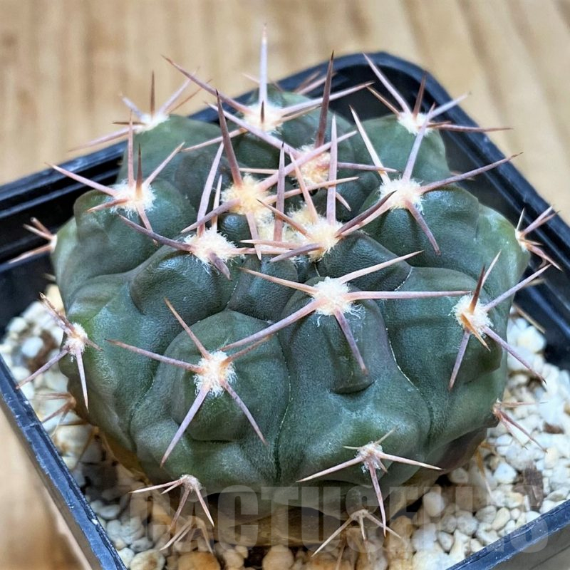 SH506 Gymnocalycium simile VG 061