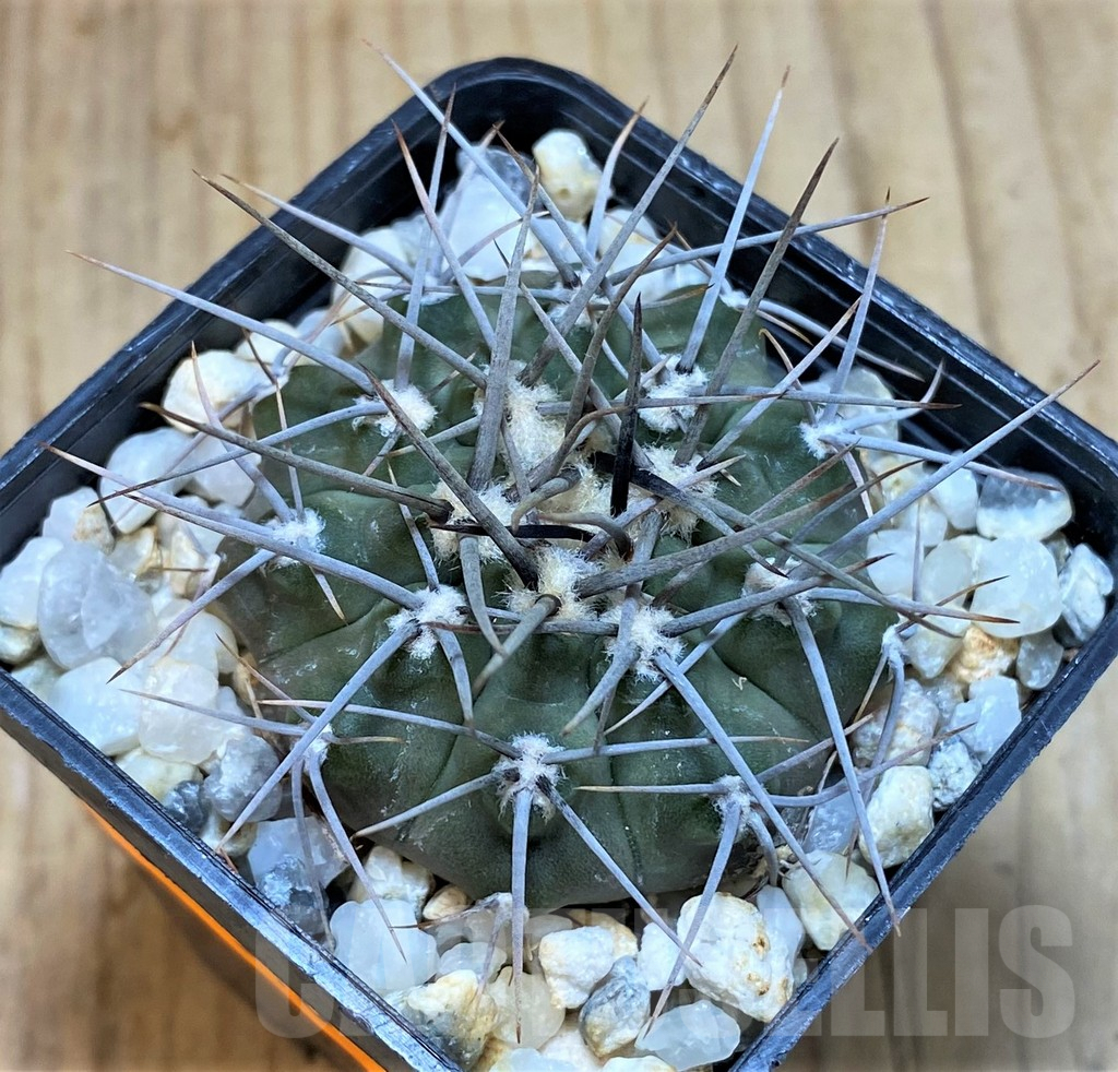 SH510 Gymnocalycium ochoterenae LB 467 – Bild 2