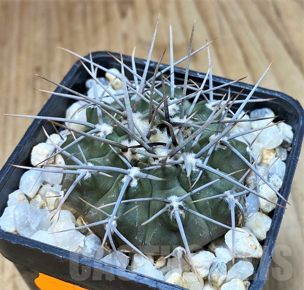 SH510 Gymnocalycium ochoterenae LB 467