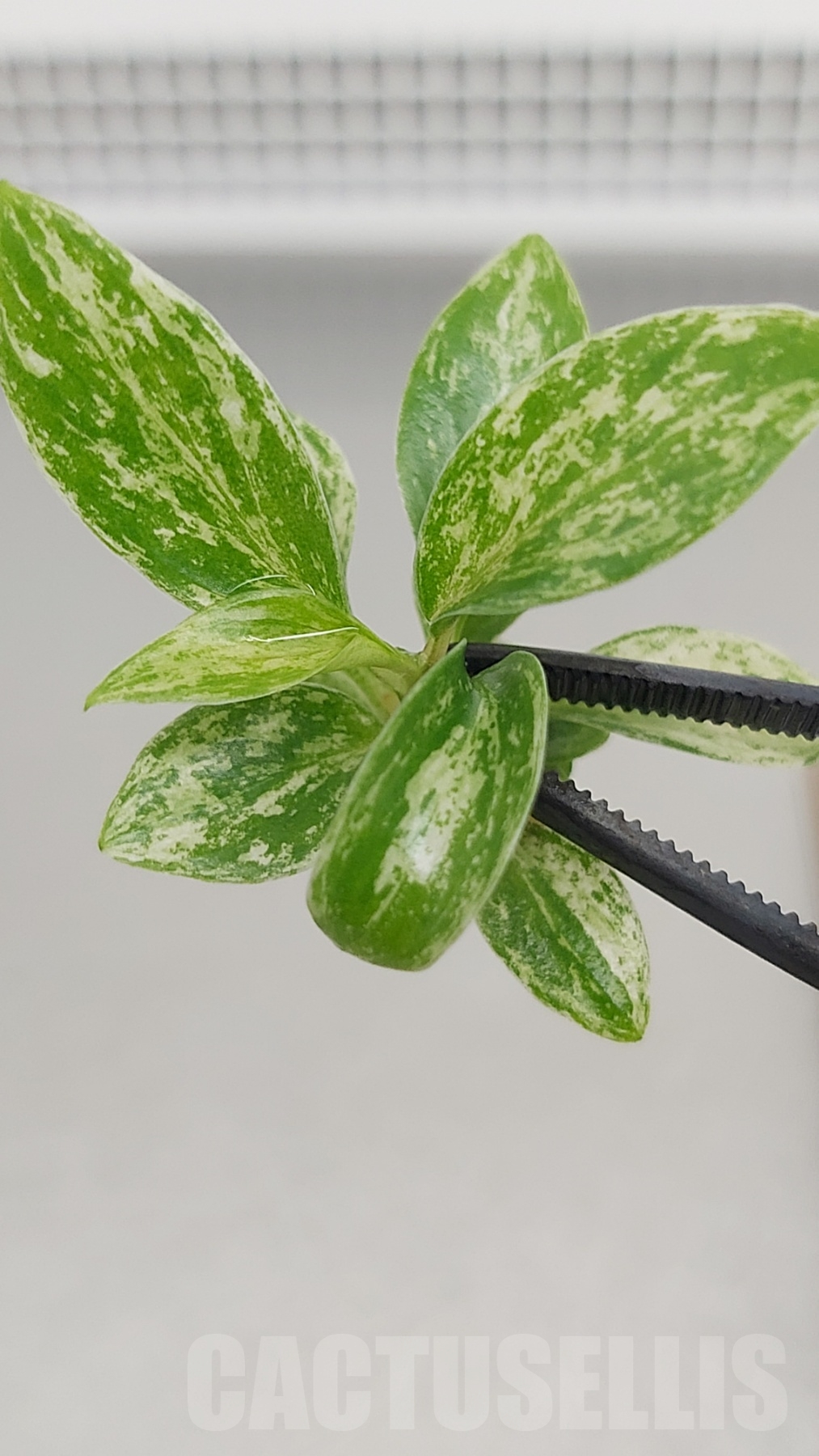 LAB043E Philodendron joepii variegated TC plant - immagine 2