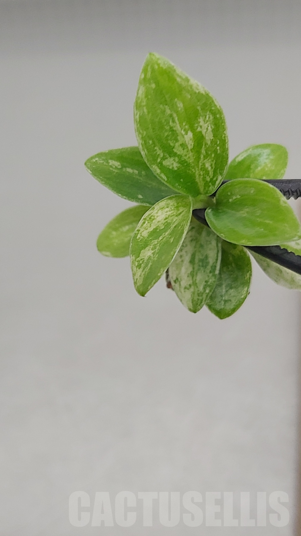 LAB043E Philodendron joepii variegated TC plant - immagine 3