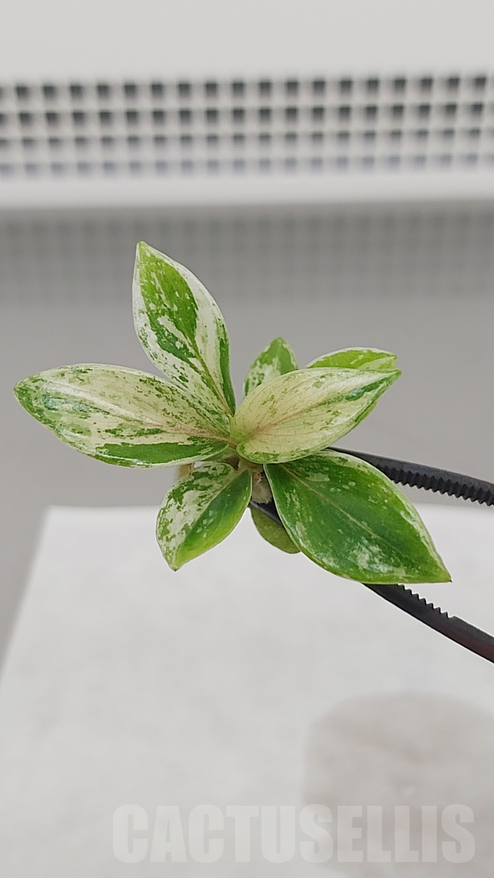 LAB043E Philodendron joepii variegated TC plant