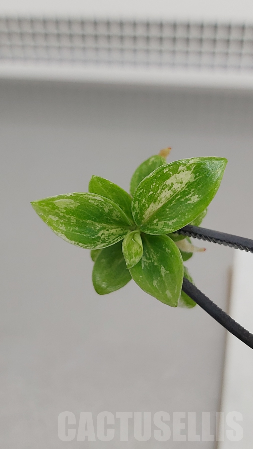 LAB043E Philodendron joepii variegated TC plant - immagine 4