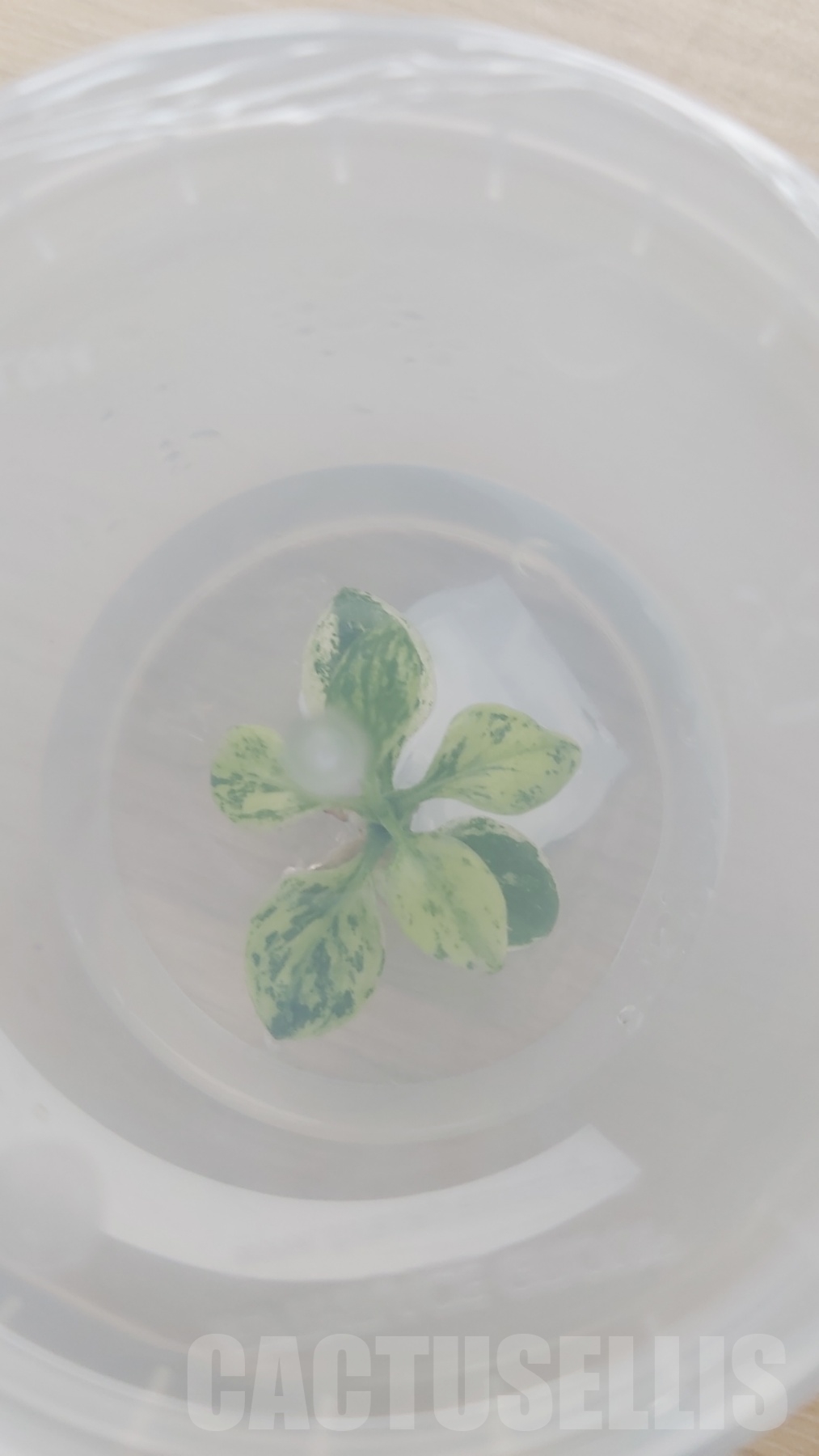 LAB043E Philodendron joepii variegated TC plant - immagine 5