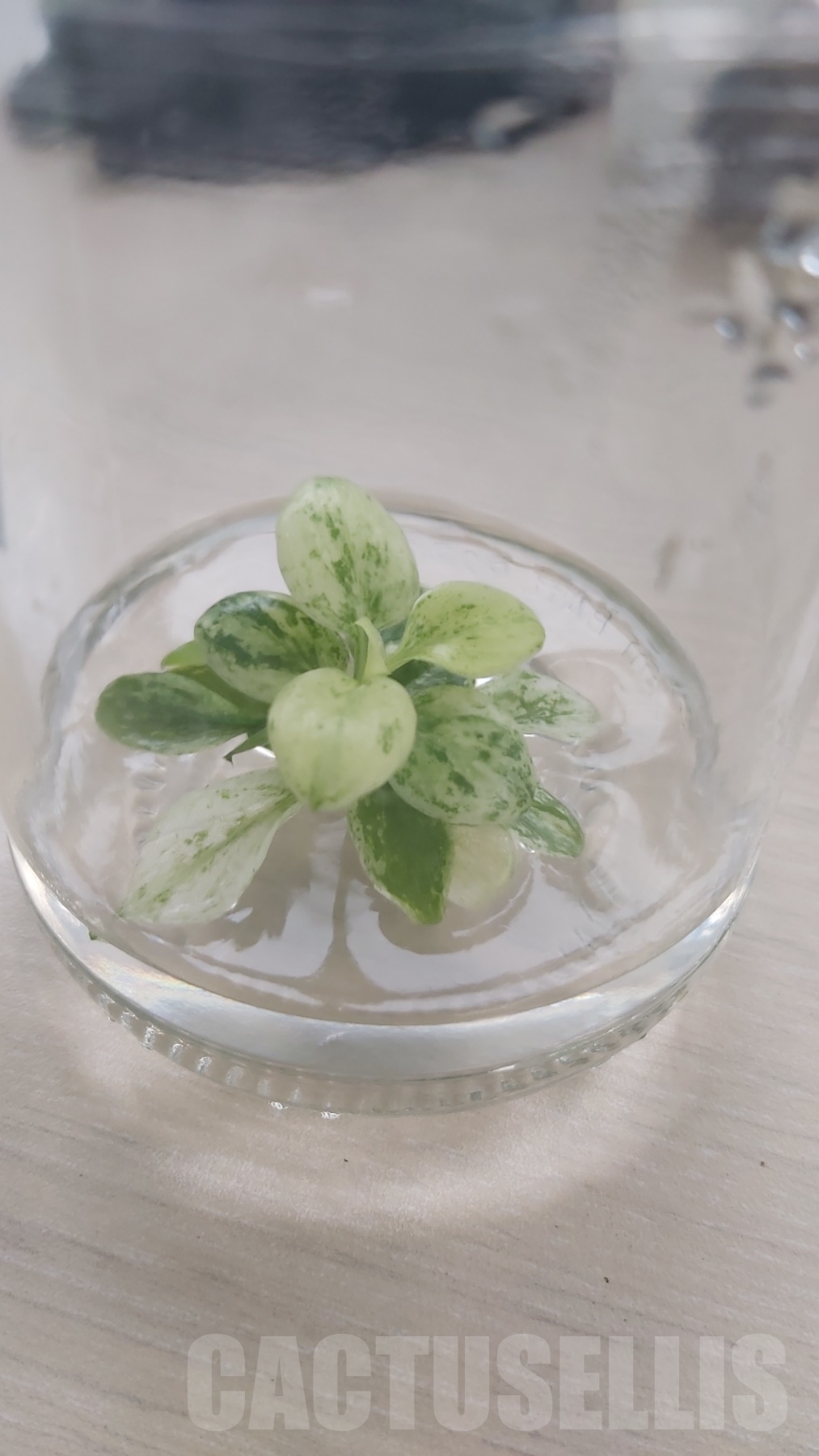 LAB043E Philodendron joepii variegated TC plant - immagine 6