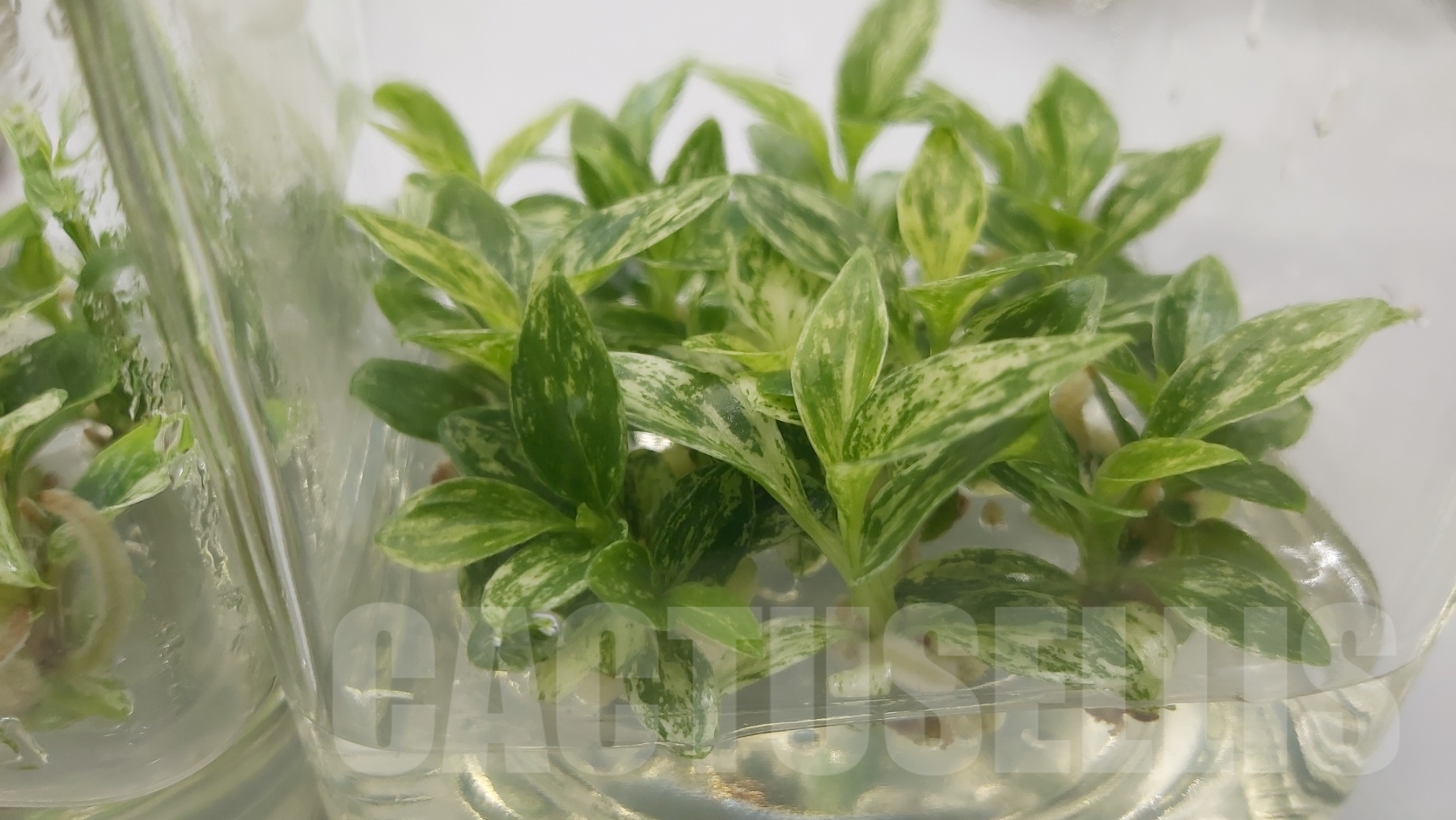 LAB043E Philodendron joepii variegated TC plant - immagine 7