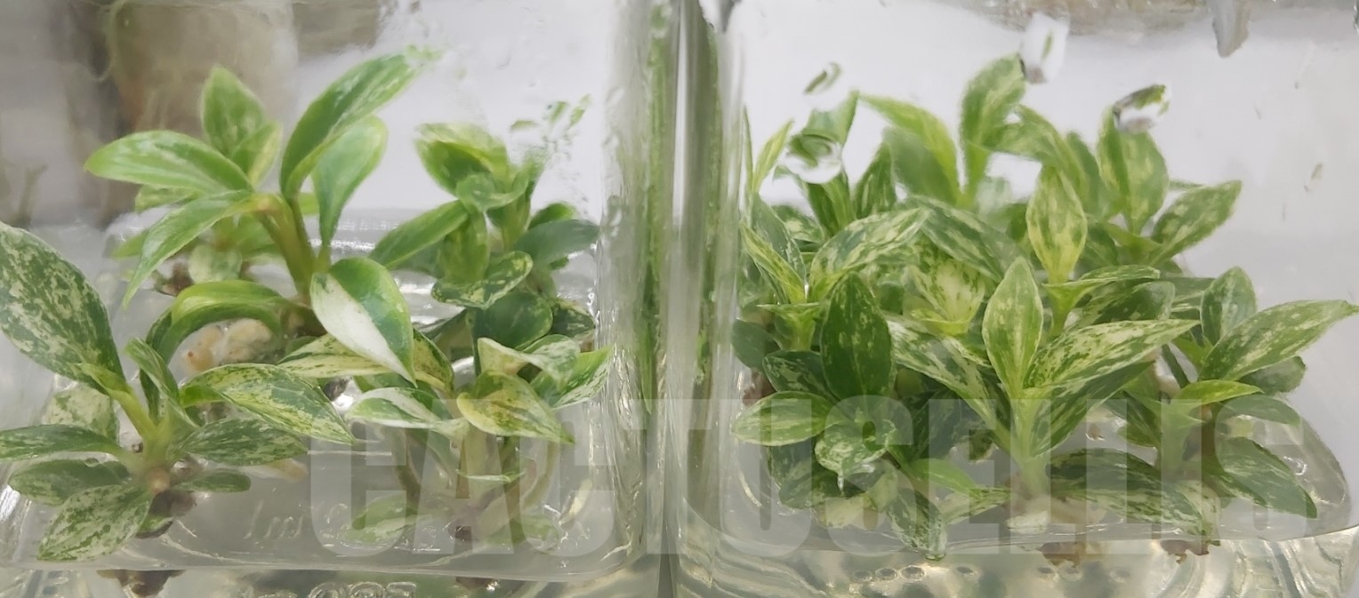 LAB043E Philodendron joepii variegated TC plant - immagine 8