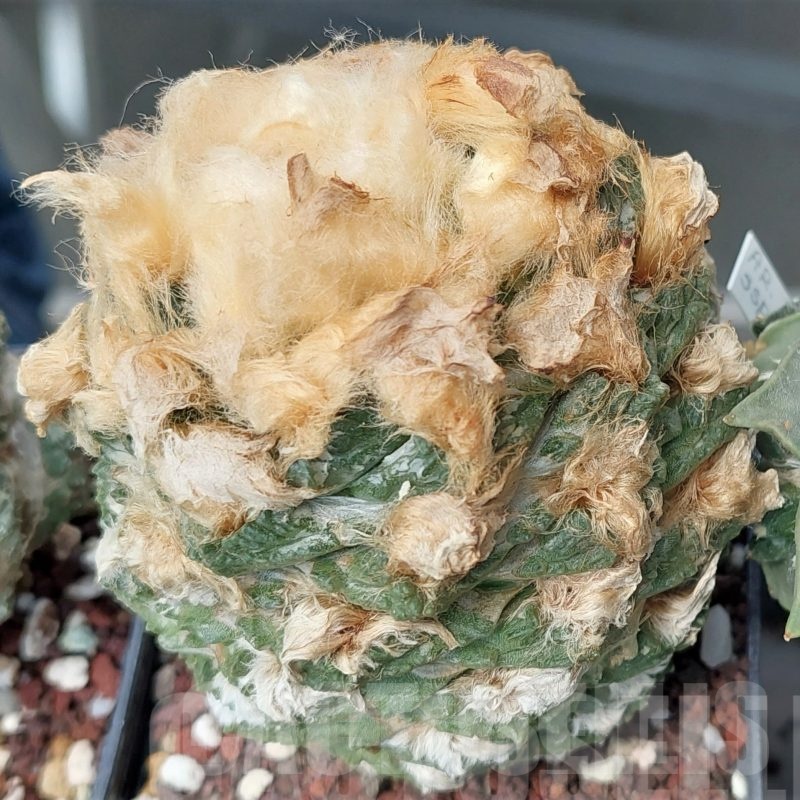 LOT583 10 SEEDS Ariocarpus fissuratus MIX, 2023year