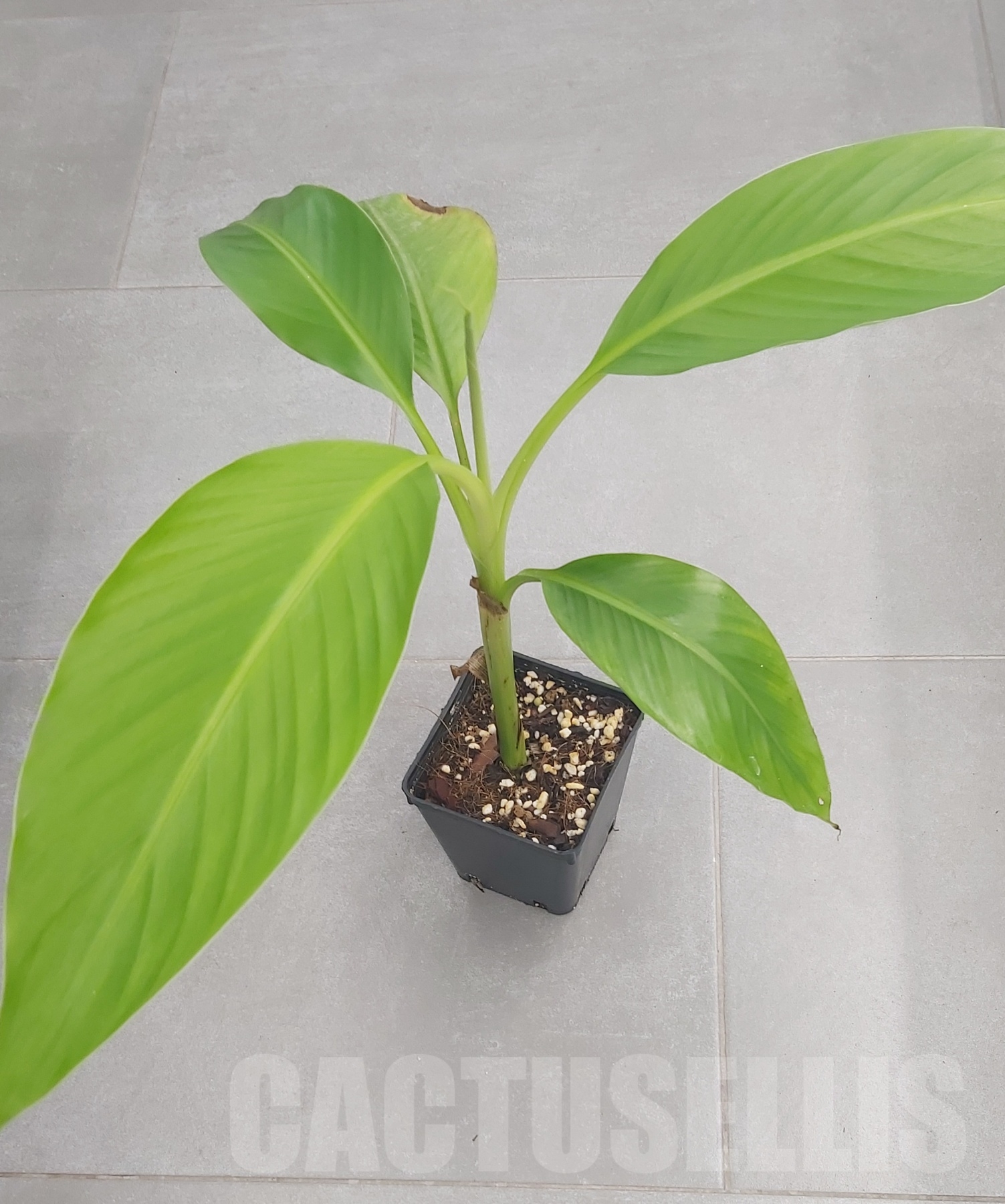 LAB059 Musa Banana 'Indo'