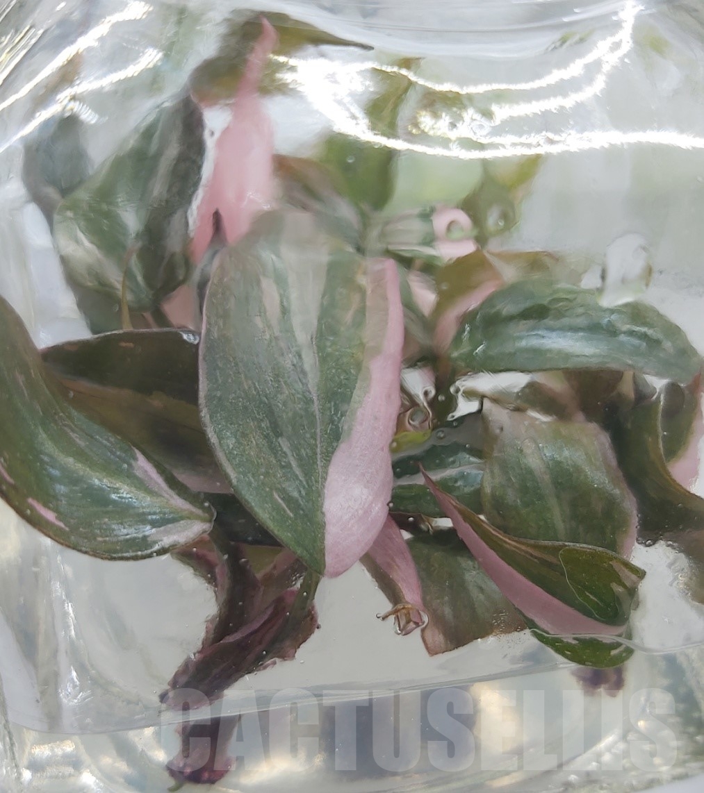LAB044 Philodendron 'Pink Princess' TC plant - Image 3